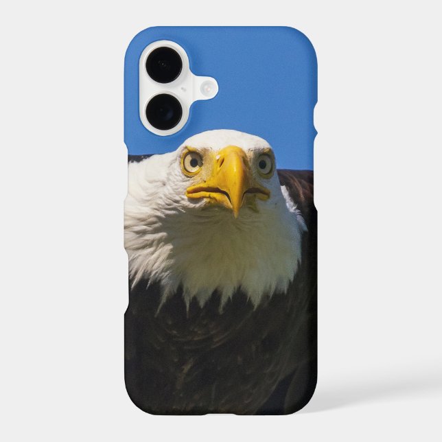 Bald Eagle Flyby Up Close (Back)