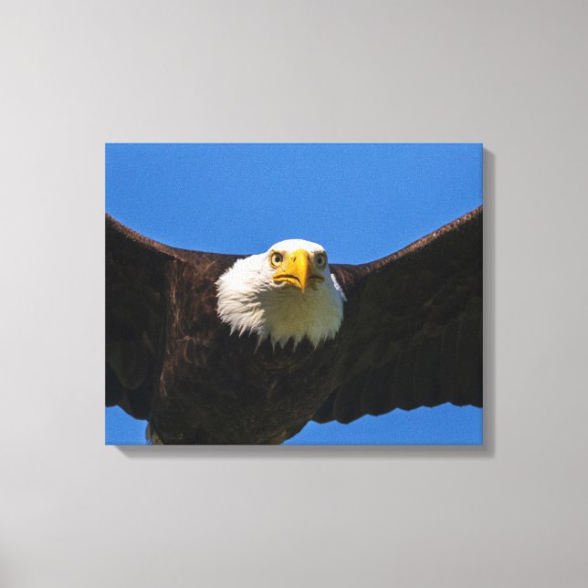 Bald Eagle Flyby Up Close Canvas Print (Front)