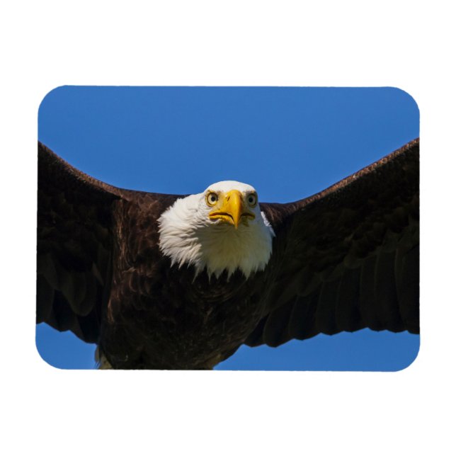 Bald Eagle Flyby Up Close Magnet (Horizontal)