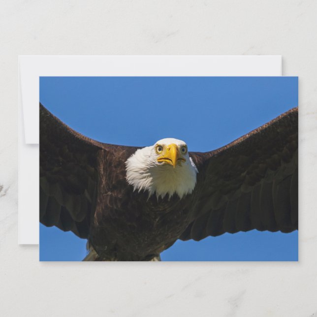 Bald Eagle Flyby Up Close Thank You Card (Front)