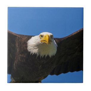 Bald Eagle Flyby Up Close Tile
