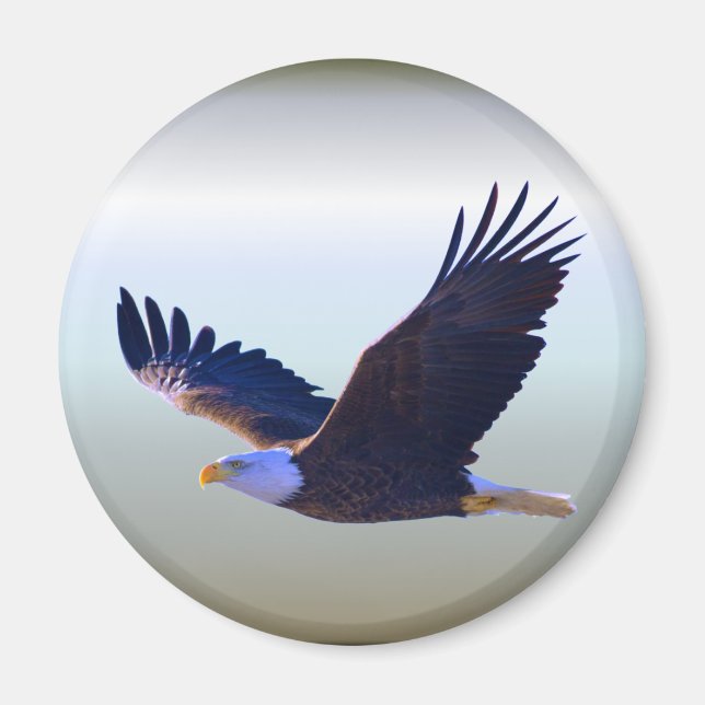 Bald Eagle Flying Magnet (Front)