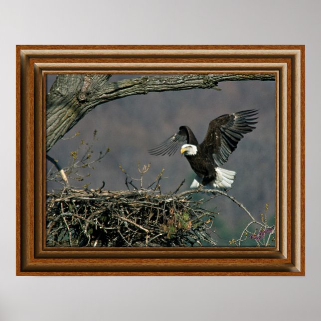 Bald Eagle 'Framed Print' Poster (Front)
