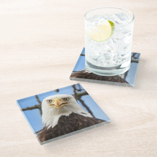 Bald Eagle Funny Face Wildlife Bird Photgraphy Glass Coaster