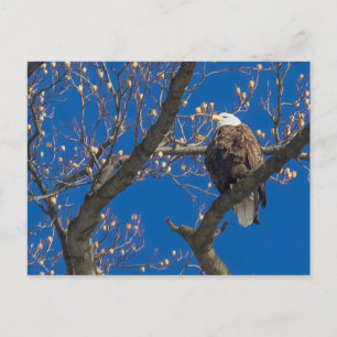 Bald Eagle Gaze Postcard