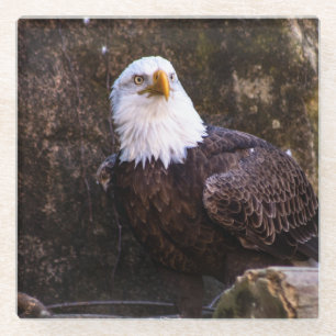 Bald Eagle Glass Coaster