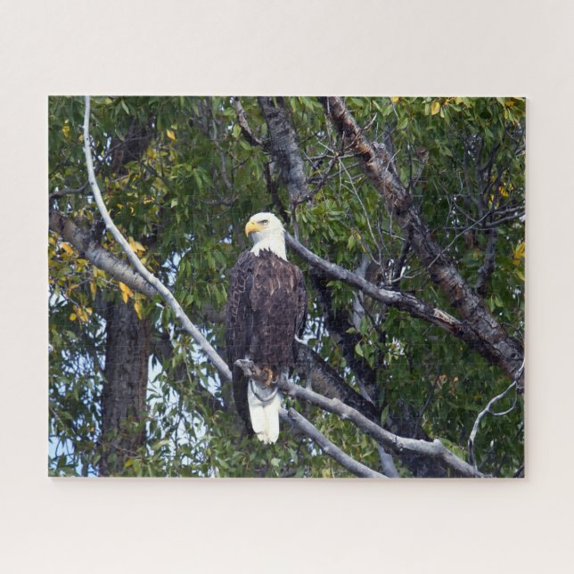 Bald Eagle Grand Teton National Park Wyoming. Jigsaw Puzzle (Horizontal)