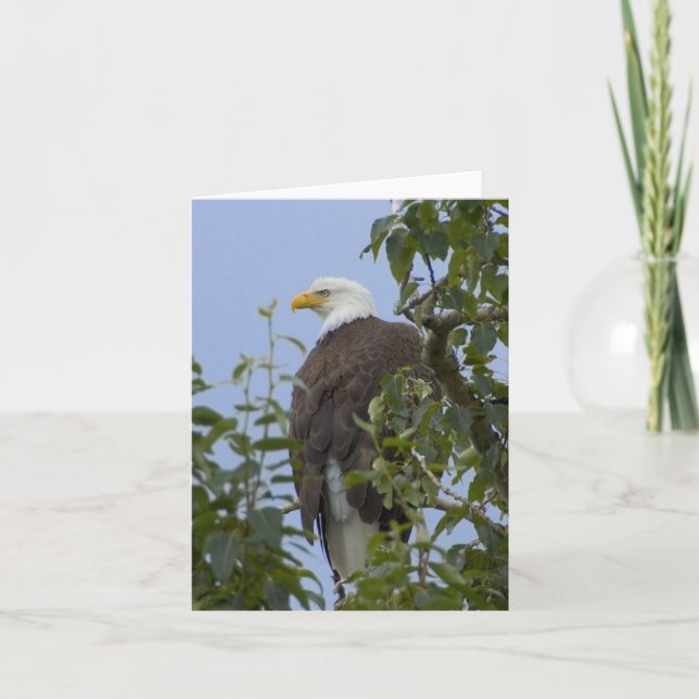 Bald Eagle Greeting Card (Front)