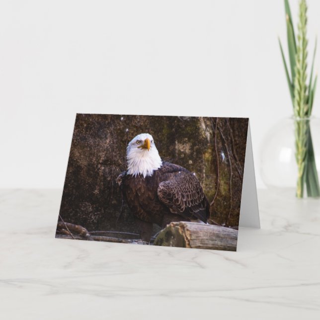 Bald Eagle Greeting Card (Front)