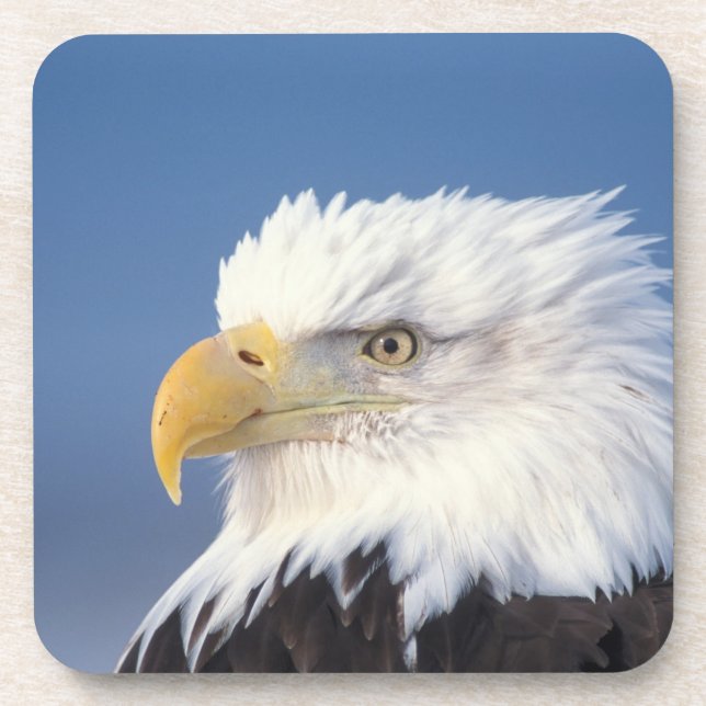 bald eagle, Haliaeetus leuccocephalus, Coaster (Front)