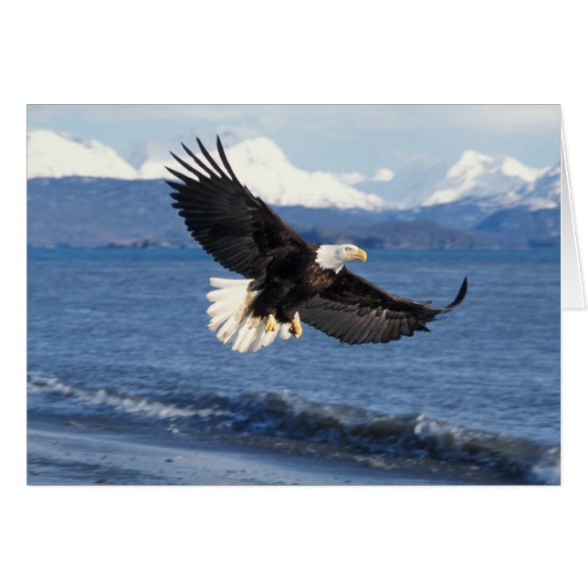 bald eagle, Haliaeetus leuccocephalus, in flight (Front Horizontal)