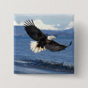 bald eagle, Haliaeetus leuccocephalus, in flight 15 Cm Square Badge