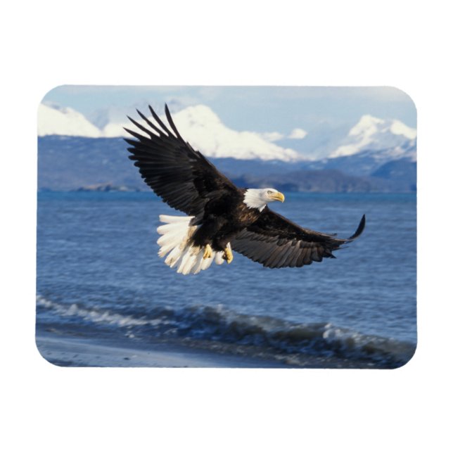 bald eagle, Haliaeetus leuccocephalus, in flight Magnet (Horizontal)