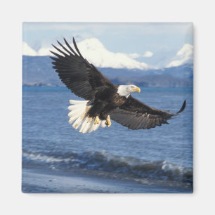 bald eagle, Haliaeetus leuccocephalus, in flight Magnet