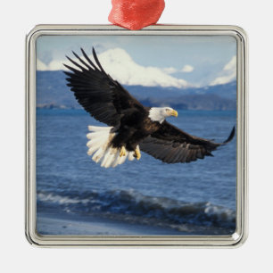 bald eagle, Haliaeetus leuccocephalus, in flight Metal Tree Decoration