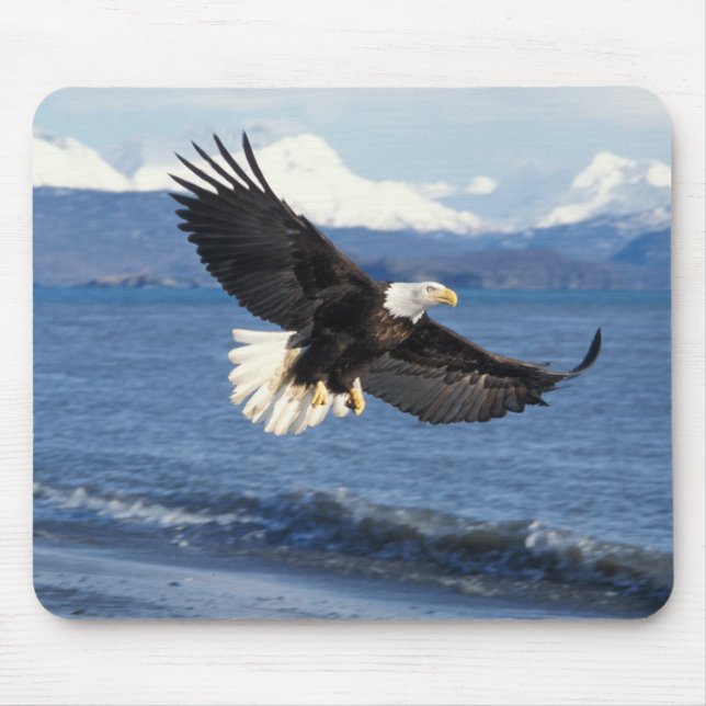 bald eagle, Haliaeetus leuccocephalus, in flight Mouse Mat (Front)