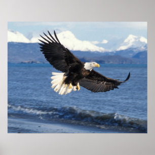 bald eagle, Haliaeetus leuccocephalus, in flight Poster