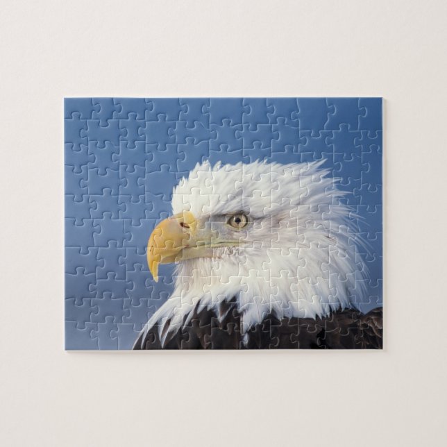 bald eagle, Haliaeetus leuccocephalus, Jigsaw Puzzle (Horizontal)