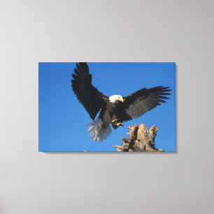 bald eagle, Haliaeetus leuccocephalus, landing Canvas Print