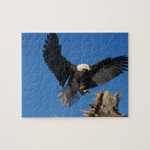 bald eagle, Haliaeetus leuccocephalus, landing Jigsaw Puzzle