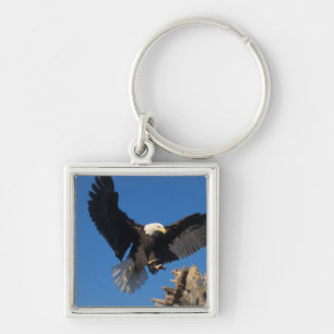 bald eagle, Haliaeetus leuccocephalus, landing Key Ring