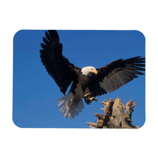 bald eagle, Haliaeetus leuccocephalus, landing Magnet (Horizontal)
