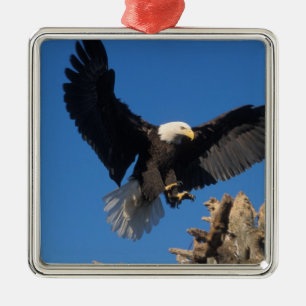 bald eagle, Haliaeetus leuccocephalus, landing Metal Tree Decoration