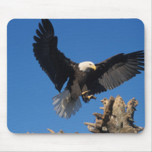 bald eagle, Haliaeetus leuccocephalus, landing Mouse Mat