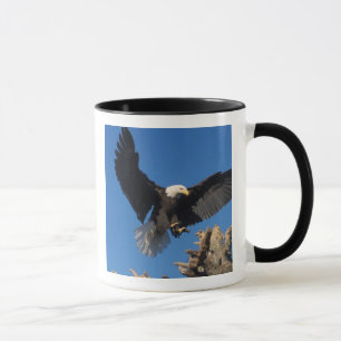 bald eagle, Haliaeetus leuccocephalus, landing Mug