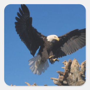 bald eagle, Haliaeetus leuccocephalus, landing Square Sticker