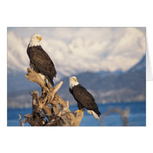 bald eagle, Haliaeetus leuccocephalus, pair