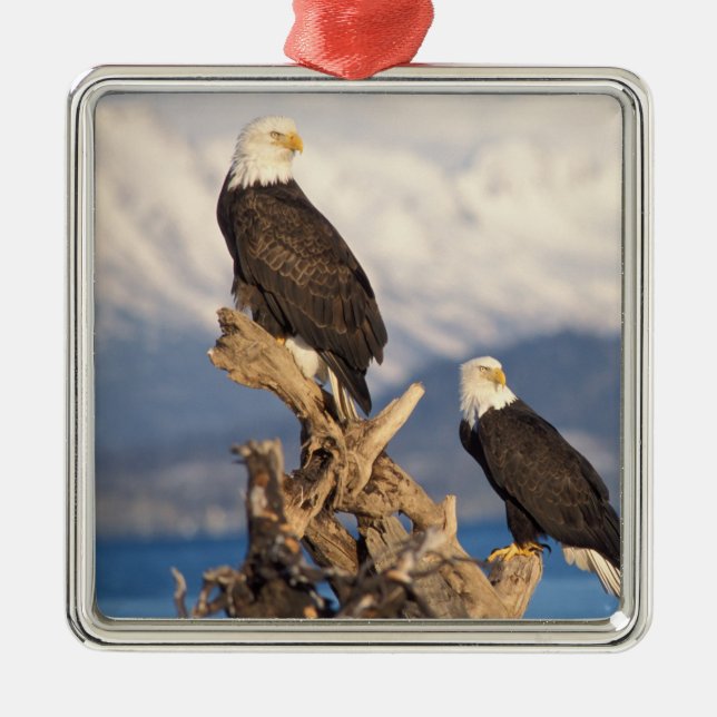 bald eagle, Haliaeetus leuccocephalus, pair Metal Tree Decoration (Front)
