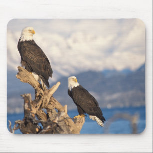 bald eagle, Haliaeetus leuccocephalus, pair Mouse Mat