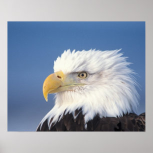bald eagle, Haliaeetus leuccocephalus, Poster