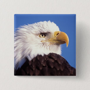 bald eagle, Haliaeetus leucocephalus, close up, 3 15 Cm Square Badge