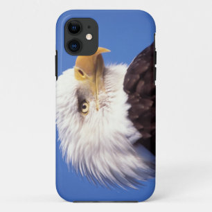 bald eagle, Haliaeetus leucocephalus, close up, 3 iPhone 11 Case