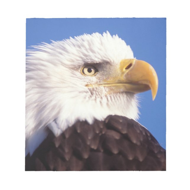 bald eagle, Haliaeetus leucocephalus, close up, 3 Notepad (Front)