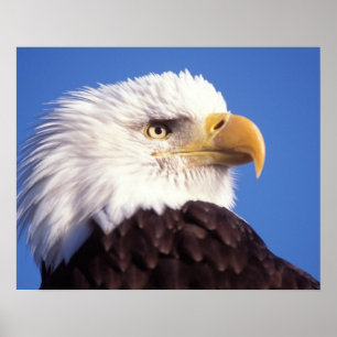 bald eagle, Haliaeetus leucocephalus, close up, 3 Poster