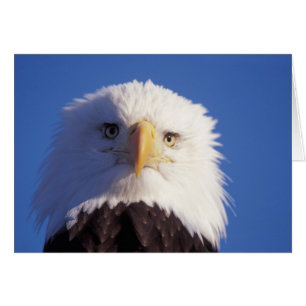 bald eagle, Haliaeetus leucocephalus, head shot,