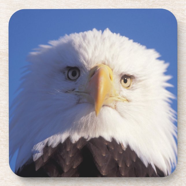 bald eagle, Haliaeetus leucocephalus, head shot, Coaster (Front)