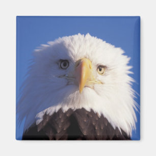 bald eagle, Haliaeetus leucocephalus, head shot, Magnet