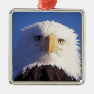 bald eagle, Haliaeetus leucocephalus, head shot, Metal Tree Decoration
