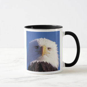 bald eagle, Haliaeetus leucocephalus, head shot, Mug