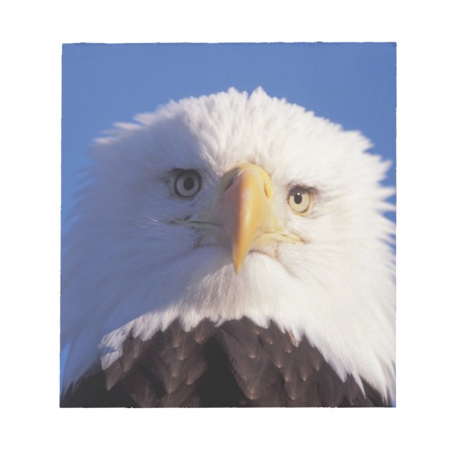 bald eagle, Haliaeetus leucocephalus, head shot, Notepad (Front)