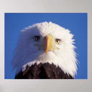 bald eagle, Haliaeetus leucocephalus, head shot, Poster