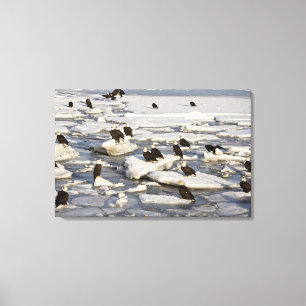Bald Eagle, Haliaeetus leucocephalus, Homer, 2 Canvas Print