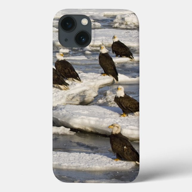 Bald Eagle, Haliaeetus leucocephalus, Homer, 2 Case-Mate iPhone Case (Back)
