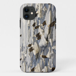 Bald Eagle, Haliaeetus leucocephalus, Homer, 2 iPhone 11 Case