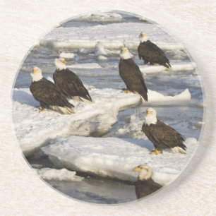 Bald Eagle, Haliaeetus leucocephalus, Homer, 2 Coaster