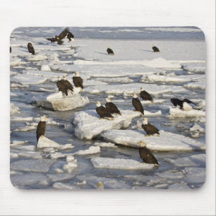 Bald Eagle, Haliaeetus leucocephalus, Homer, 2 Mouse Mat
